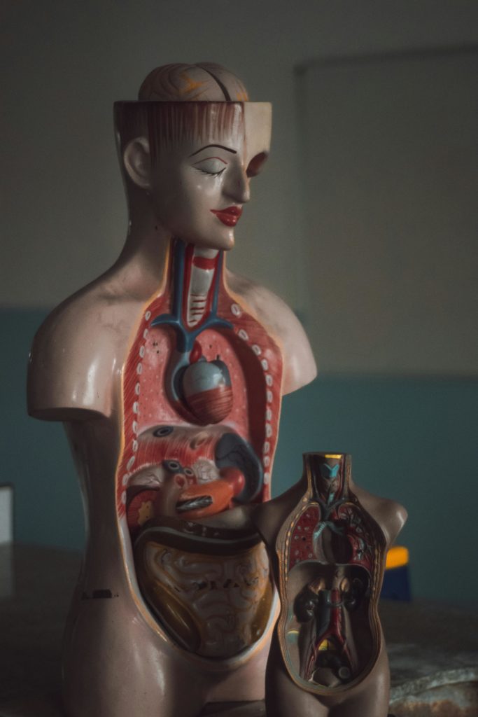 gastrointestinal tract anatomy modern interior aesthetic professional photography.jpg