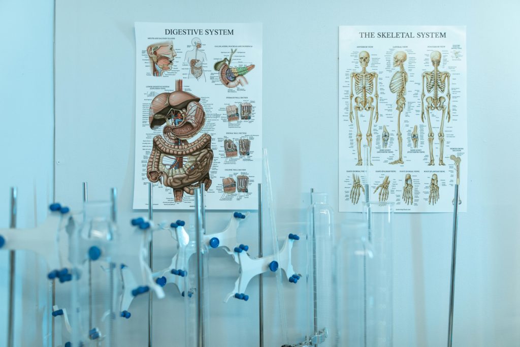 healthy digestion system modern interior aesthetic professional photography.png