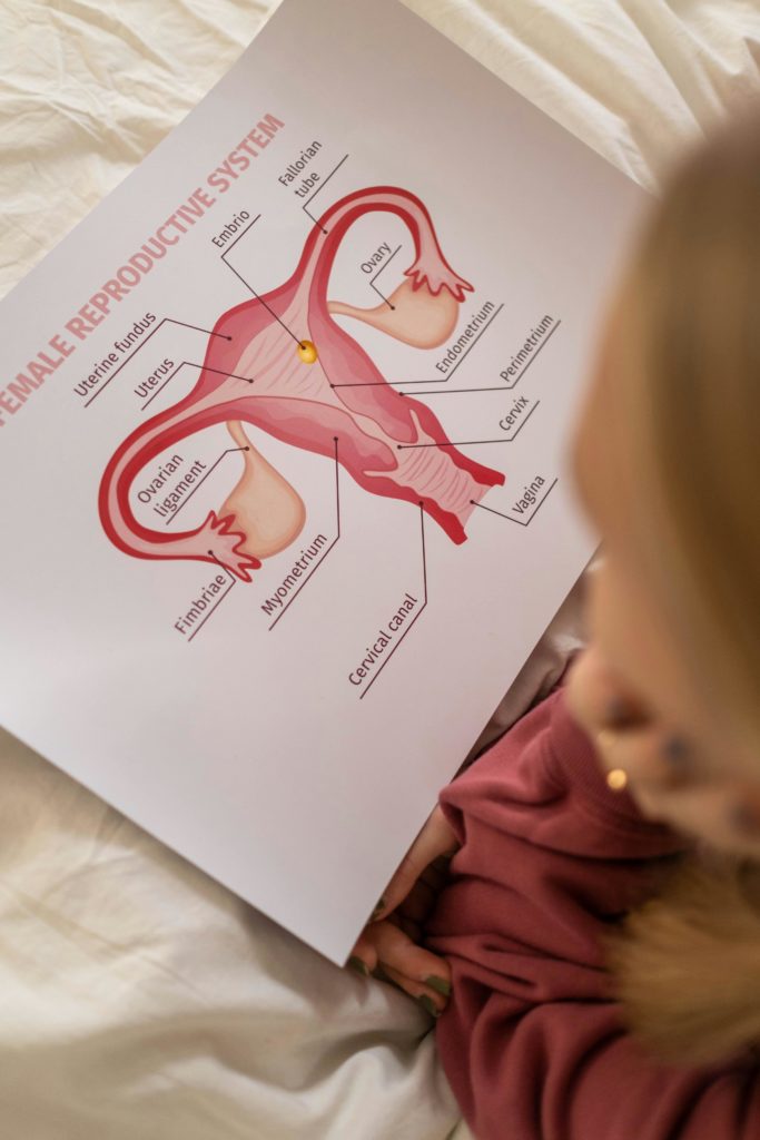 female reproductive system modern aesthetic professional photography.jpg