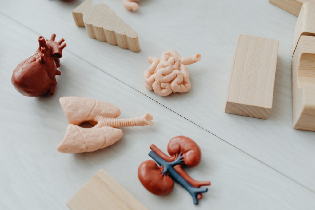 intestinal anatomy dolichosigma modern interior aesthetic professional photography.png